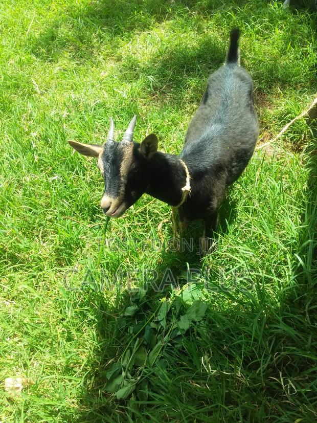 German Alpine Female Goat (Black)