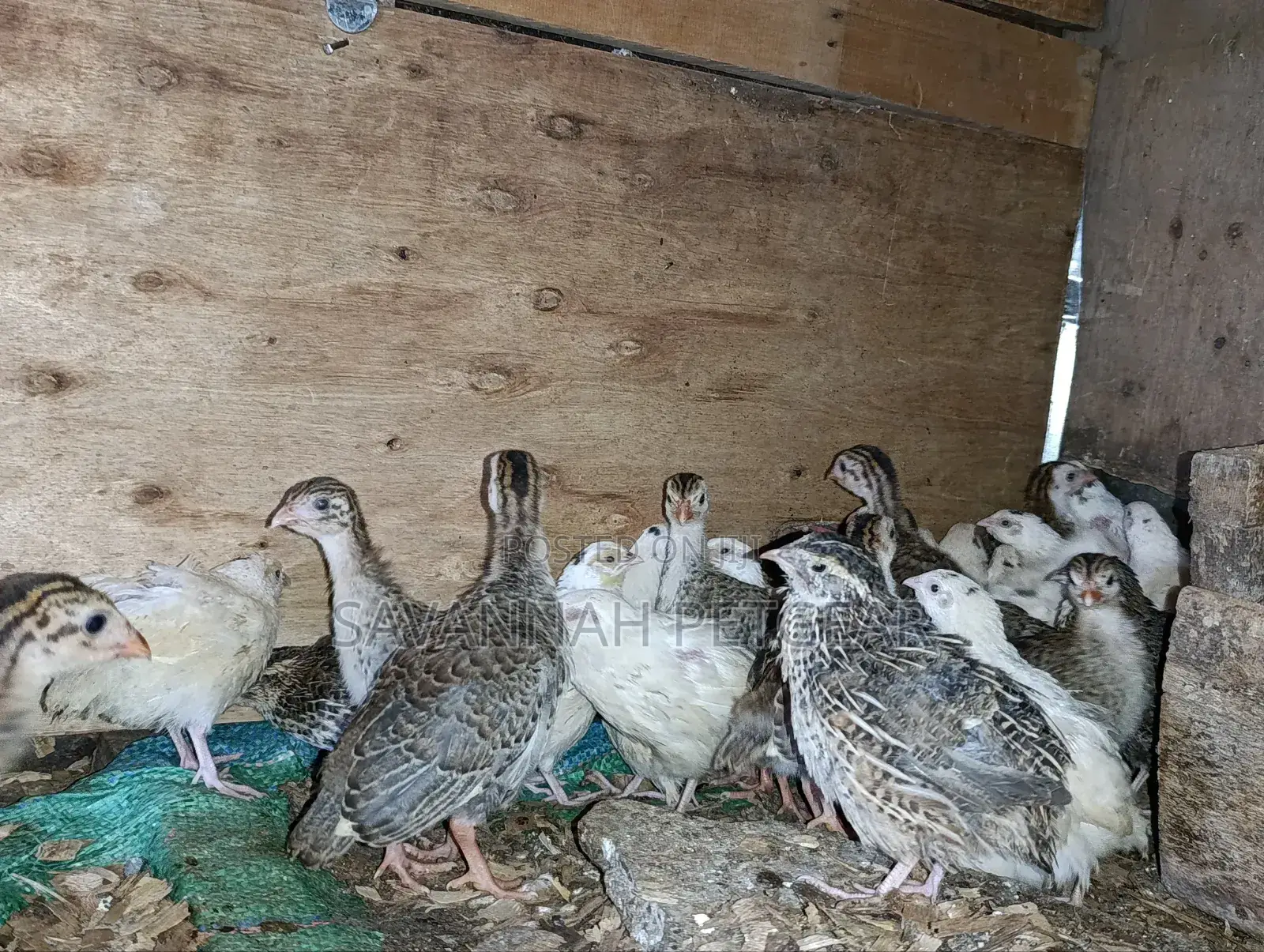 Japanese Quail (Coturnix Japonica) 1-2 Months Old Quail