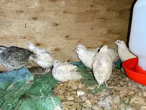 Japanese Quail (Coturnix Japonica) 1-2 Months Old Quail