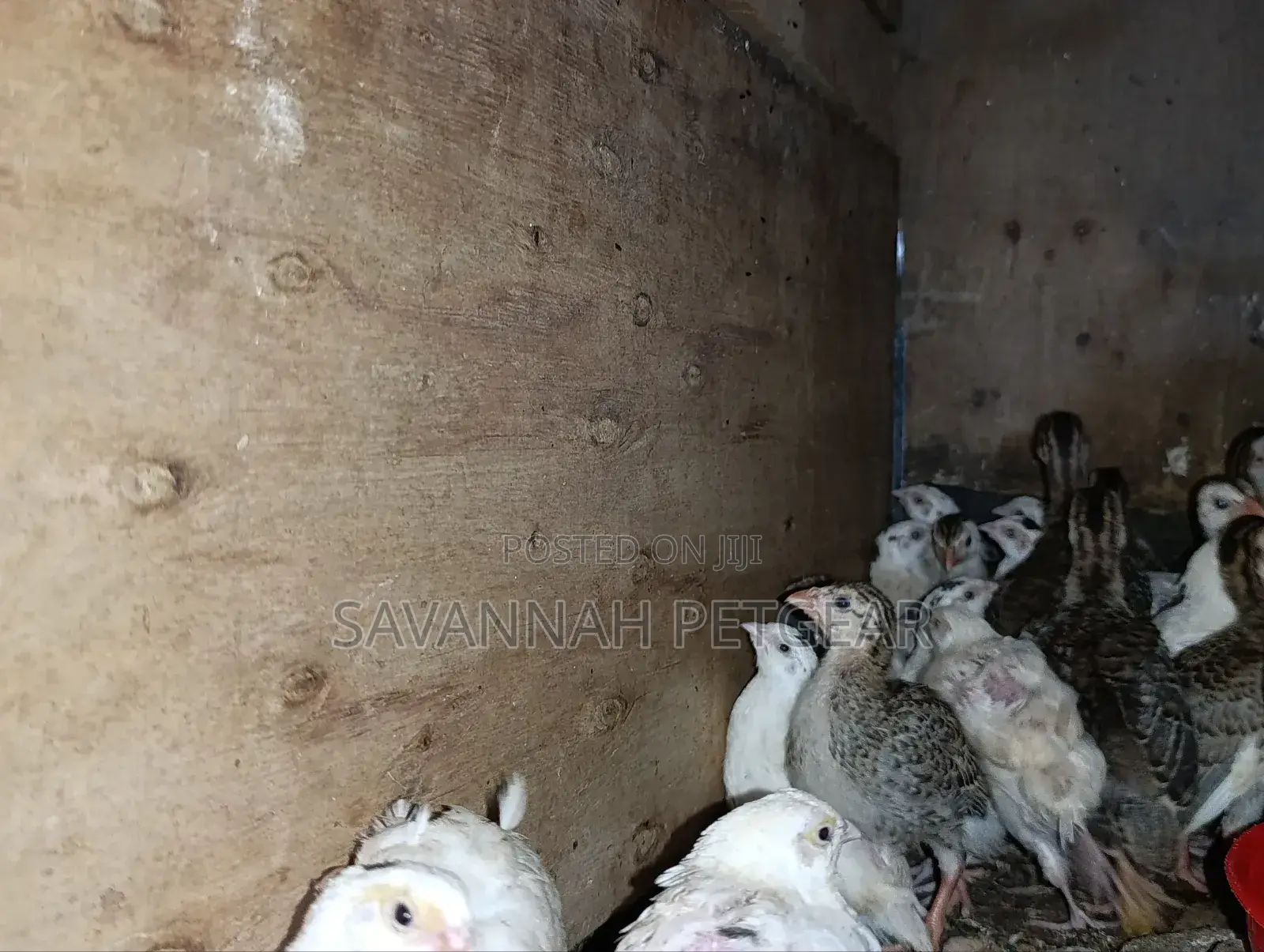 Japanese Quail (Coturnix Japonica) 1-2 Months Old Quail