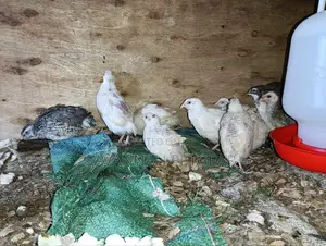 Japanese Quail (Coturnix Japonica) 1-2 Months Old Quail