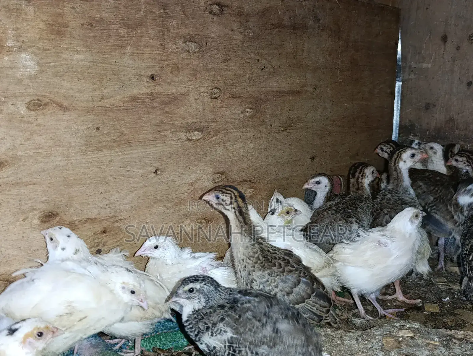 Japanese Quail (Coturnix Japonica) 1-2 Months Old Quail