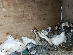 Japanese Quail (Coturnix Japonica) 1-2 Months Old Quail