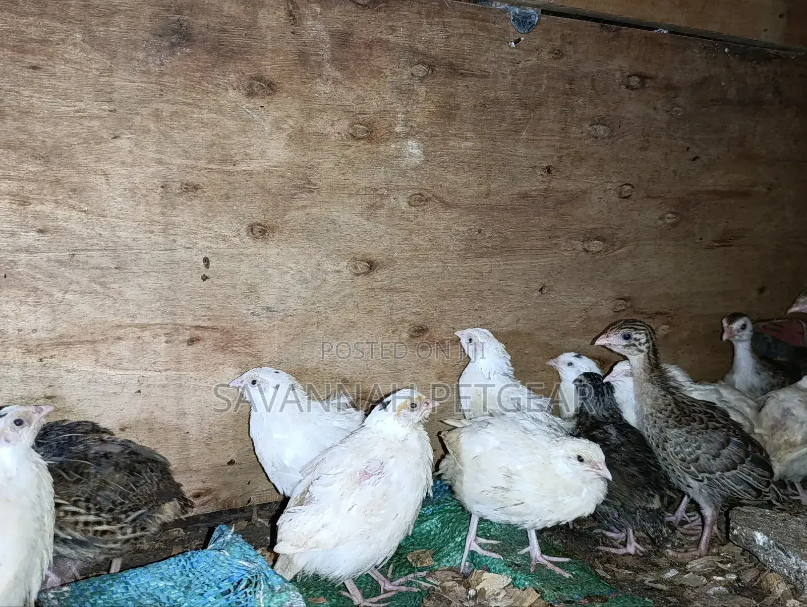 Japanese Quail (Coturnix Japonica) 1-2 Months Old Quail