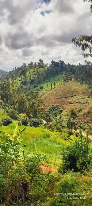 2acres Tea Farm for Sale in Gatundu North