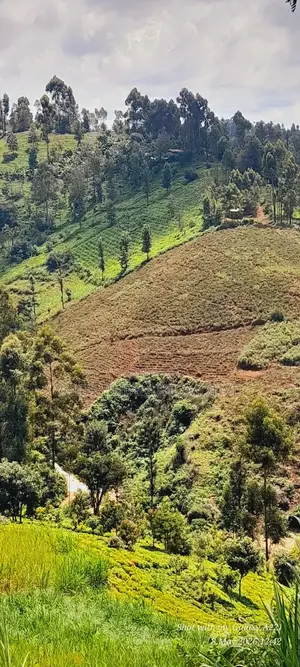 2acres Tea Farm for Sale in Gatundu North