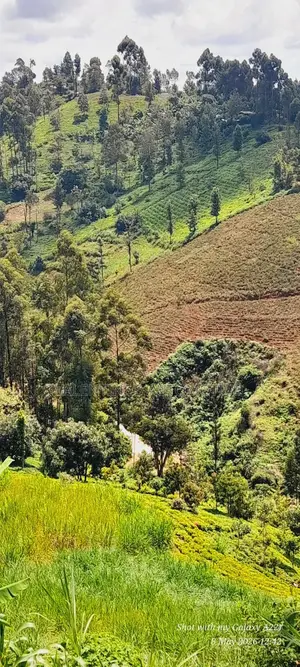 2acres Tea Farm for Sale in Gatundu North