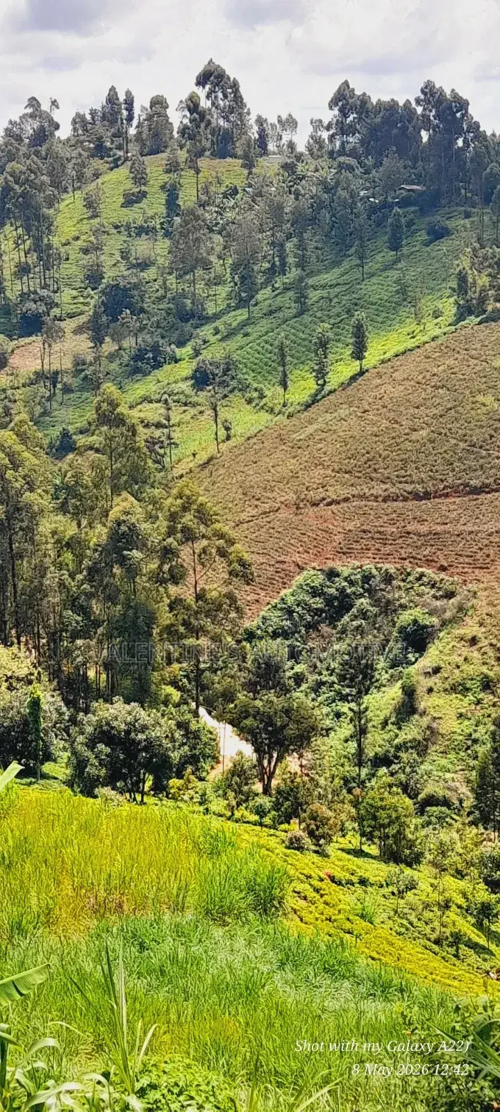 2acres Tea Farm for Sale in Gatundu North