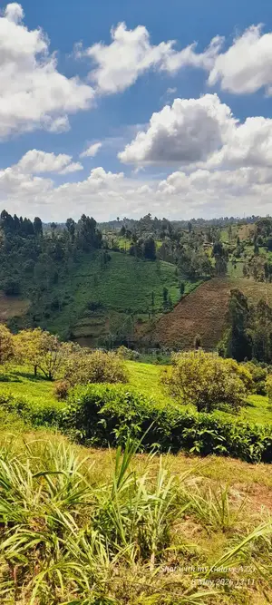 2acres Tea Farm for Sale in Gatundu North