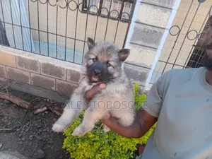 1-3 months Male Purebred German Shepherd