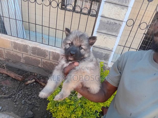 1-3 months Male Purebred German Shepherd