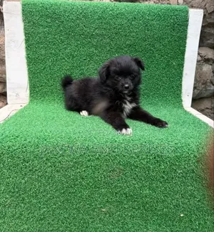 1-3 months Male Purebred Havanese