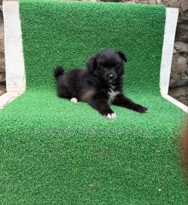 1-3 months Male Purebred Havanese
