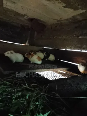 Healthy Guinea Pigs