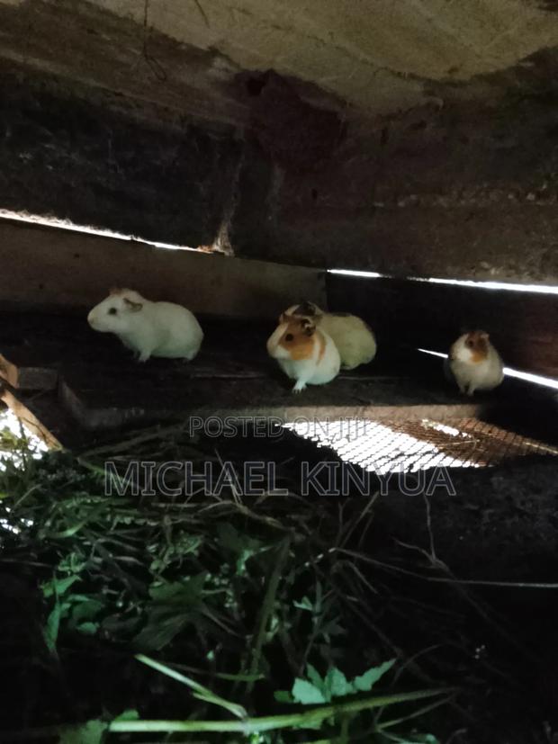 Healthy Guinea Pigs - thumbnail 2