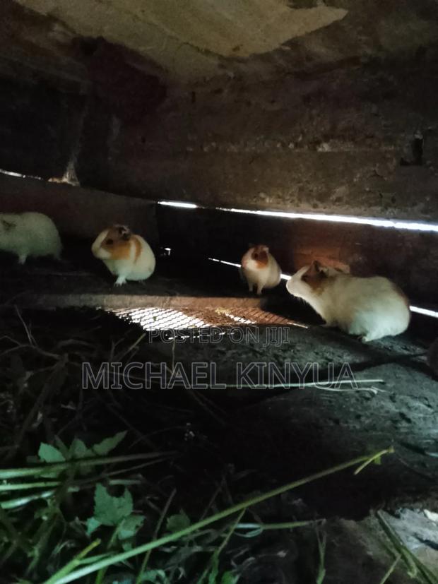 Healthy Guinea Pigs - thumbnail 3
