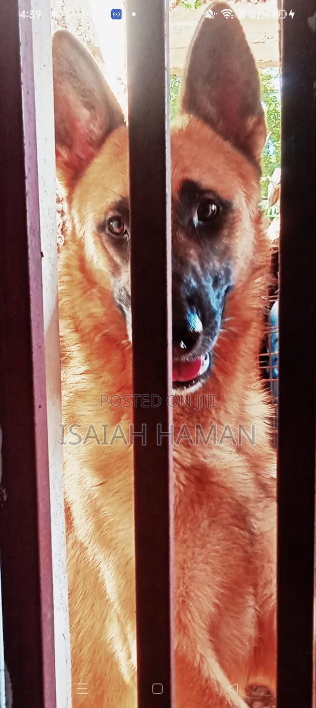 1+ year Male Mixed Breed Belgian Malinois - thumbnail 2