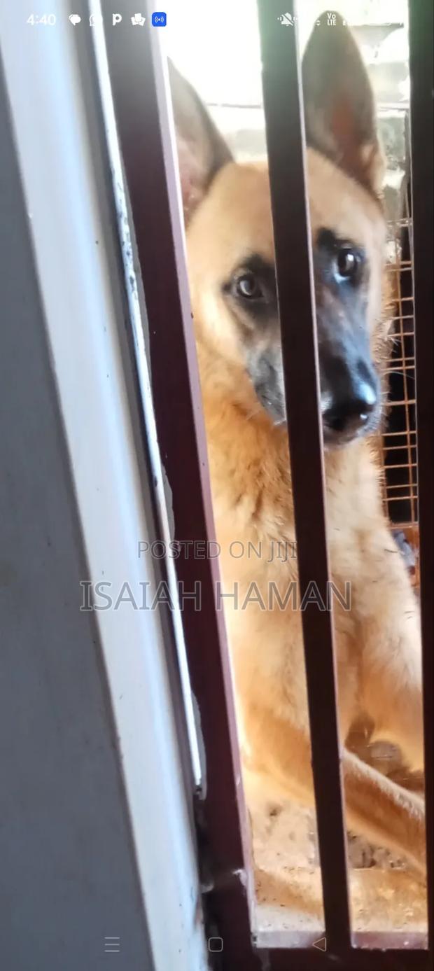 1+ year Male Mixed Breed Belgian Malinois - thumbnail 3