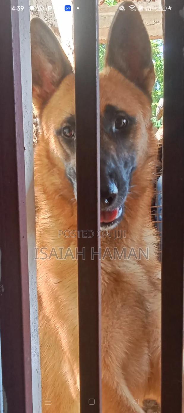 1+ year Male Mixed Breed Belgian Malinois - thumbnail 4