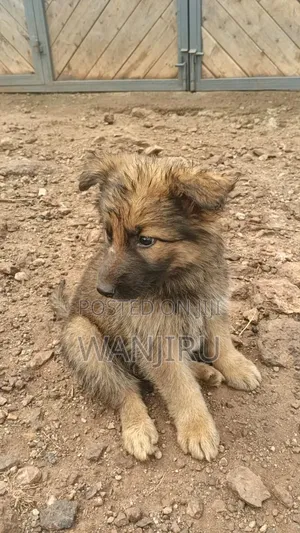 1-3 months Female Purebred German Shepherd