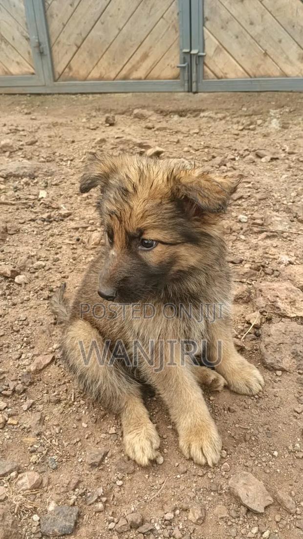 1-3 months Female Purebred German Shepherd