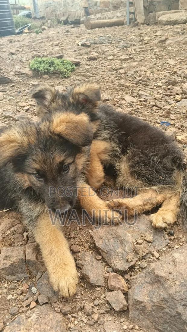 1-3 months Female Purebred German Shepherd - thumbnail 2