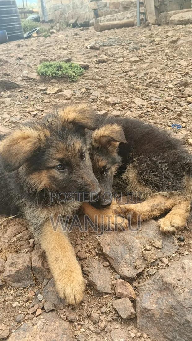 1-3 months Female Purebred German Shepherd - thumbnail 3