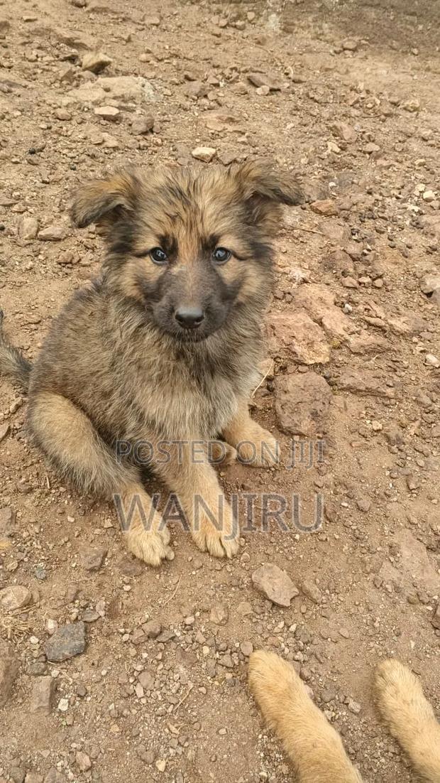 1-3 months Female Purebred German Shepherd - thumbnail 4