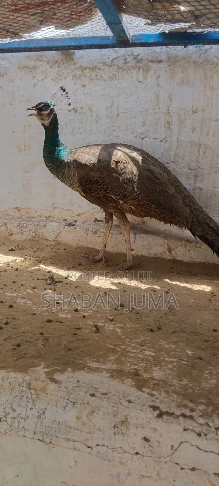 Peak Peacock