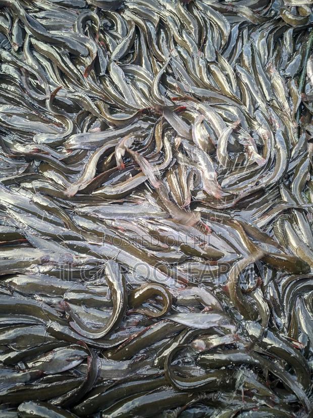 Bulk Live Catfish
