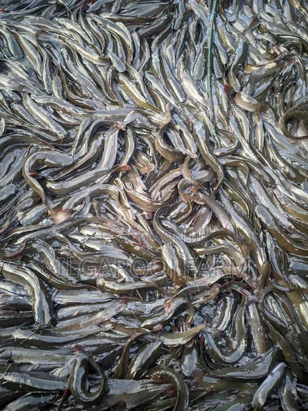 Bulk Live Catfish - thumbnail 2