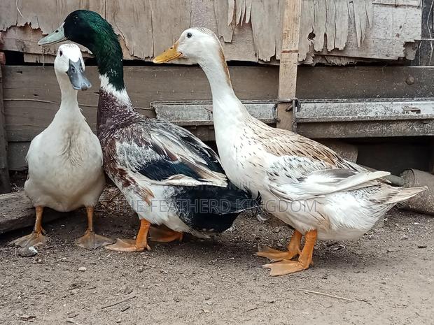 Female Welsh Harlequin and Khaki Campbell Duck