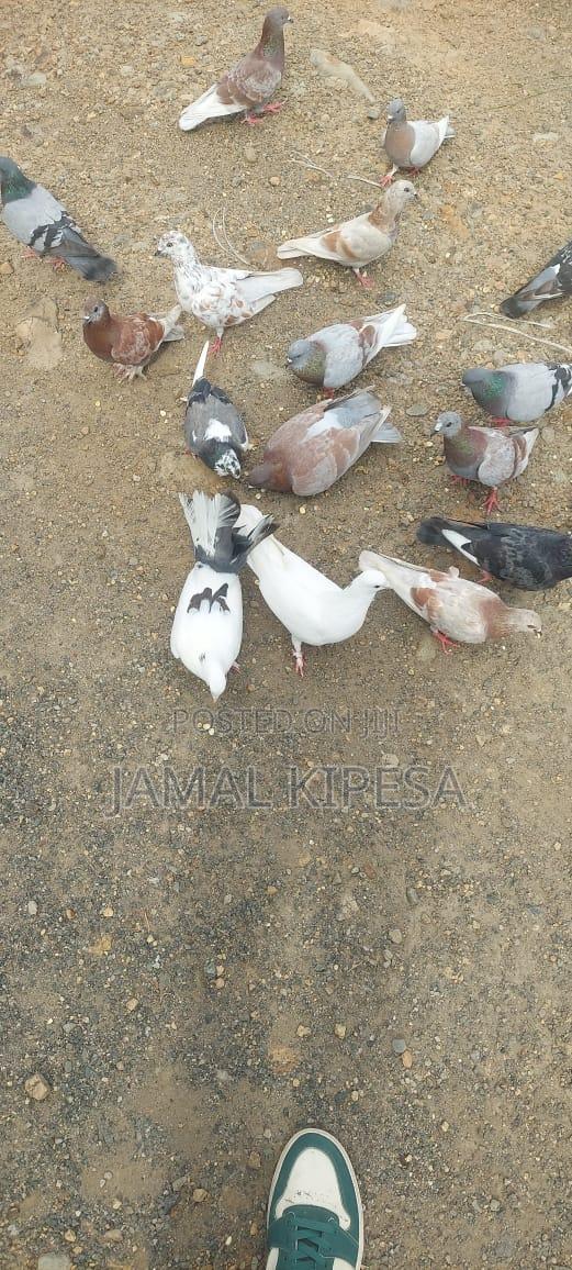 Local Birds - main view