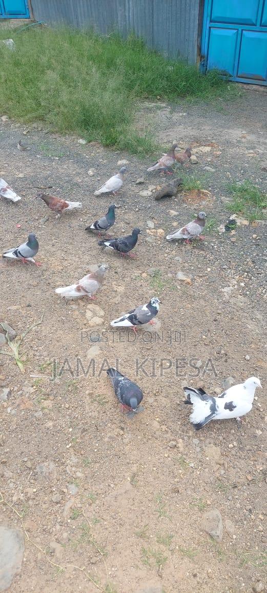 Local Birds - thumbnail 6