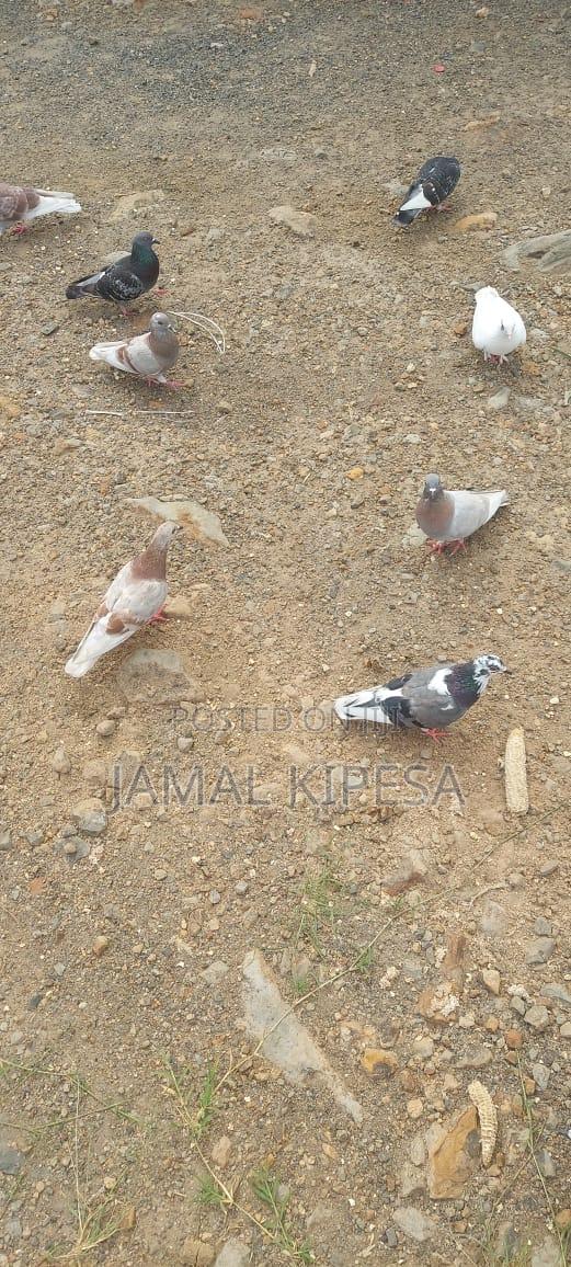 Local Birds - thumbnail 7