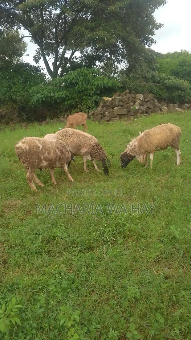 For Breeding Rams