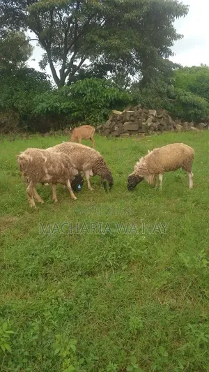 For Breeding Rams