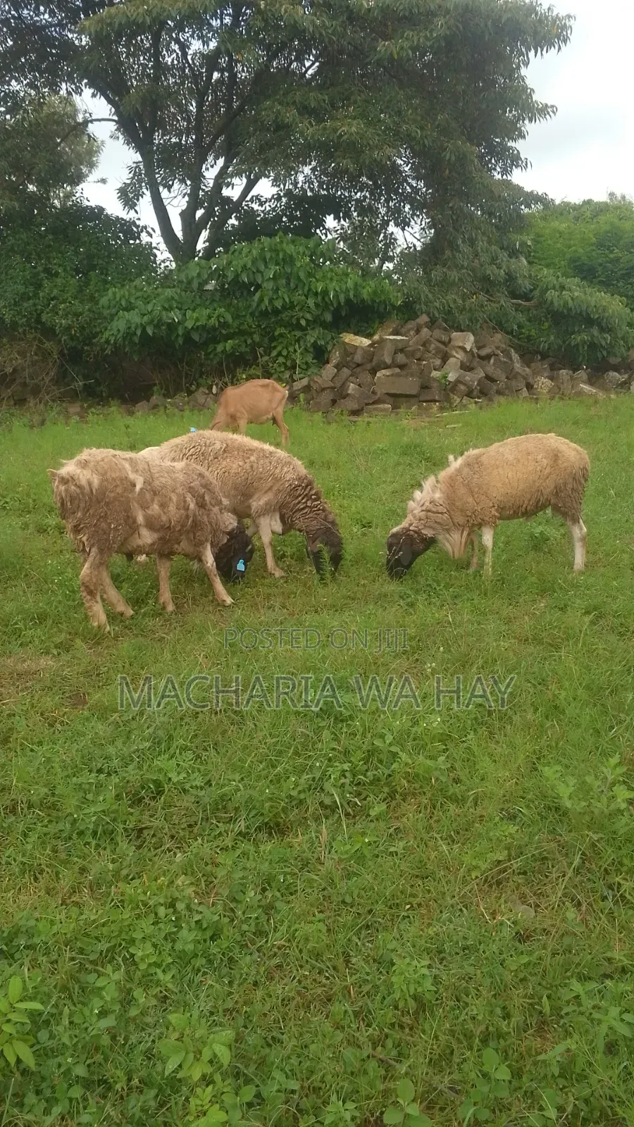 For Breeding Rams