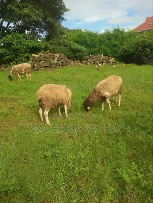 For Breeding Rams