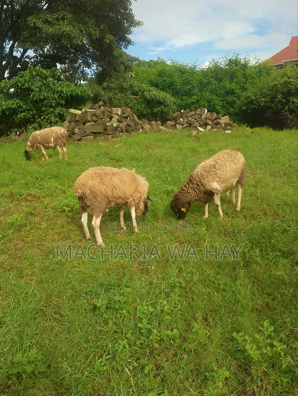For Breeding Rams