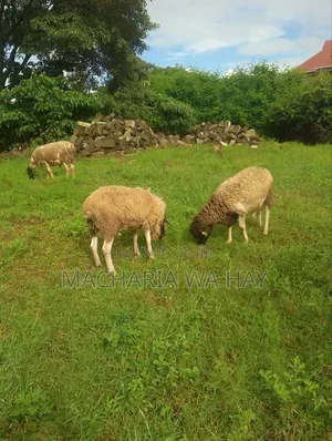 For Breeding Rams