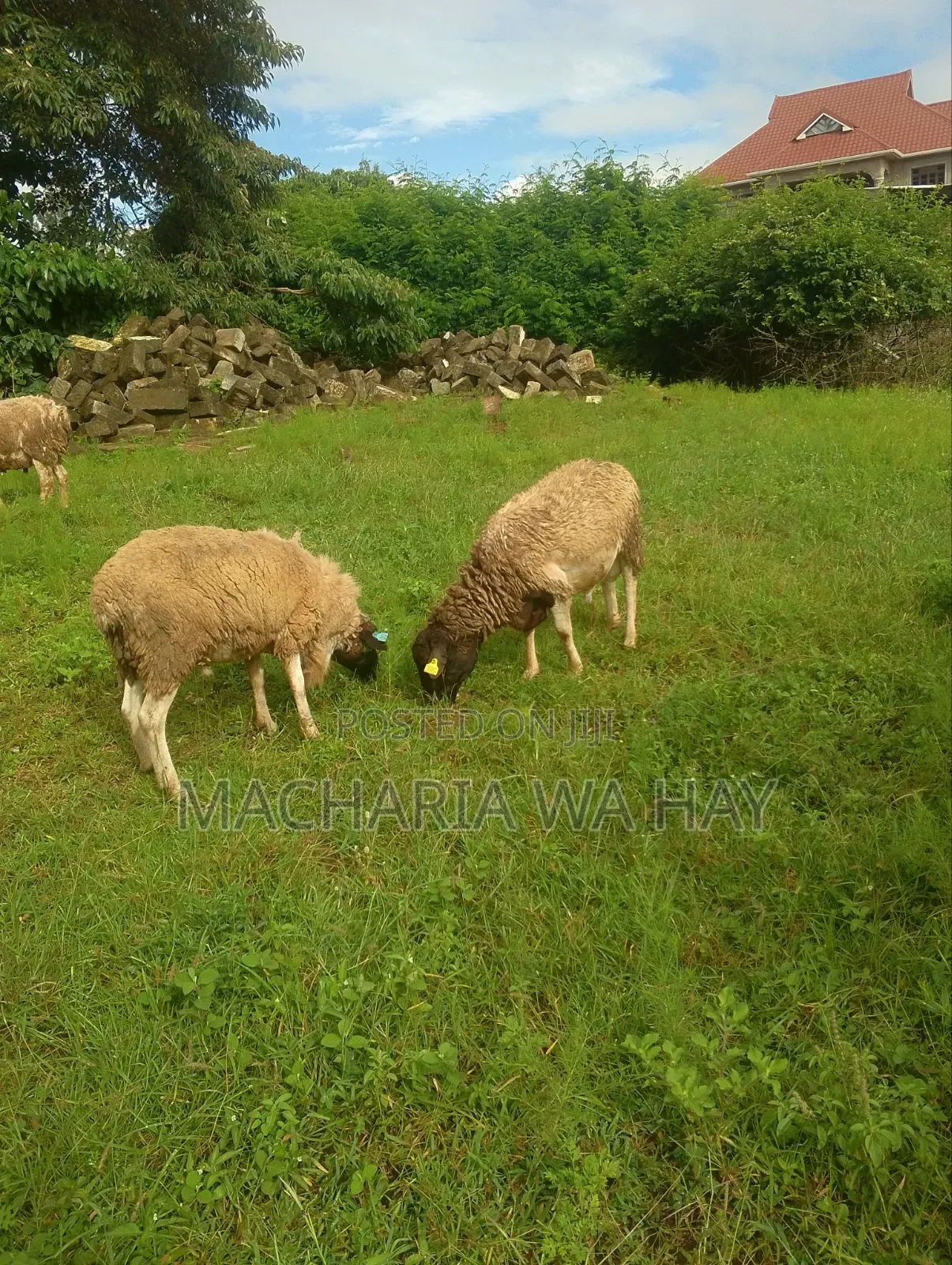 For Breeding Rams