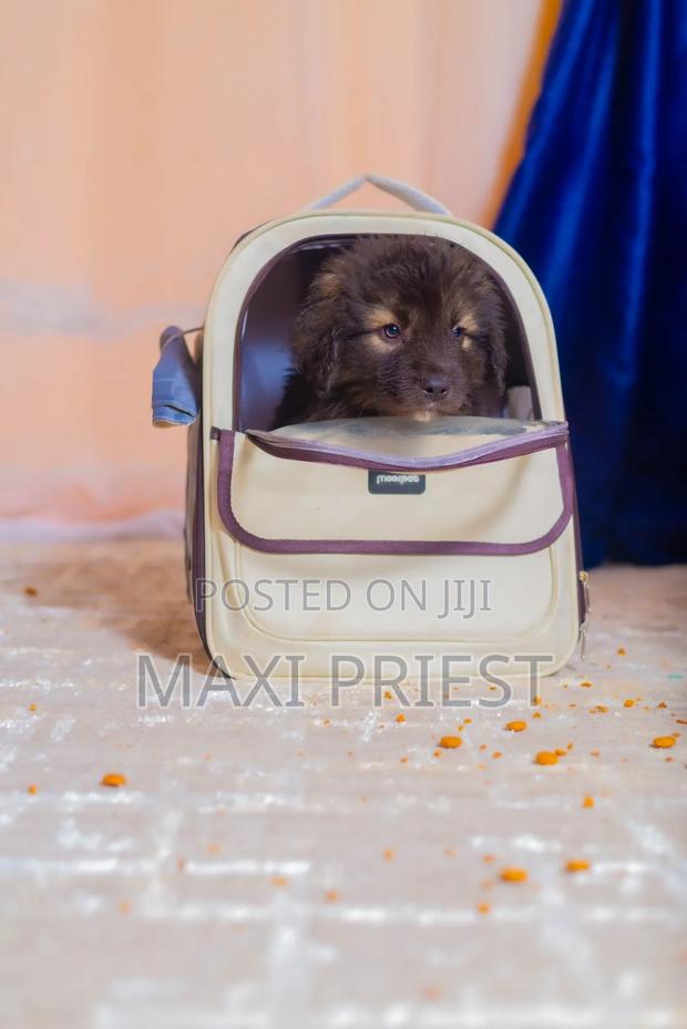 1-3 months Male Purebred Caucasian Shepherd