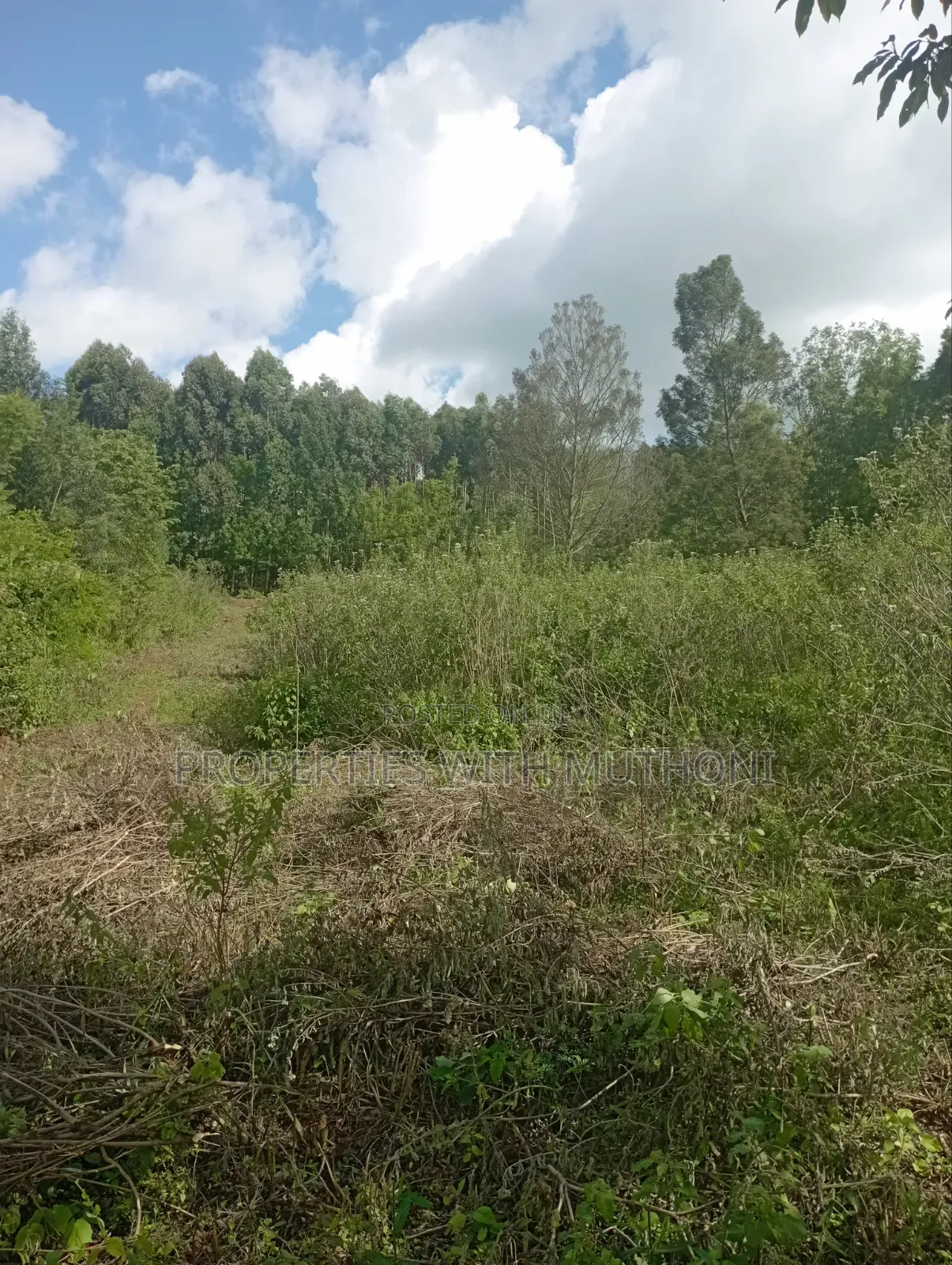 50×100 Plots for Sale in Lemiso Road, Ngong.