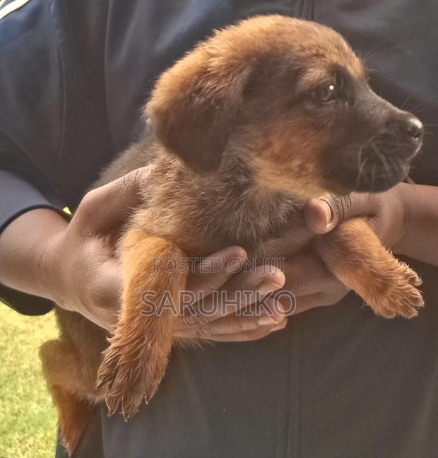 1-3 months Male Mixed Breed Boerboel