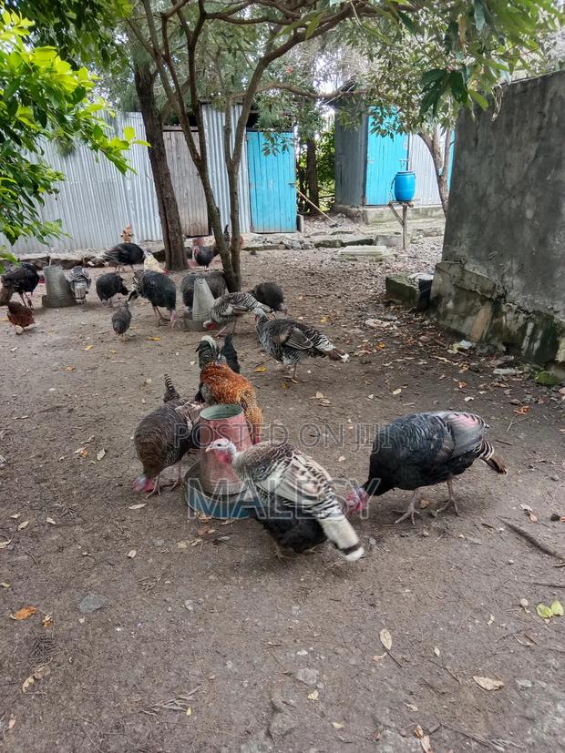 Mature Turkeys for Sale Price at 3000