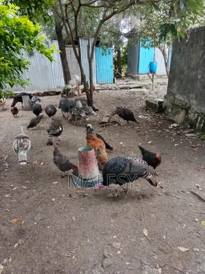 Mature Turkeys