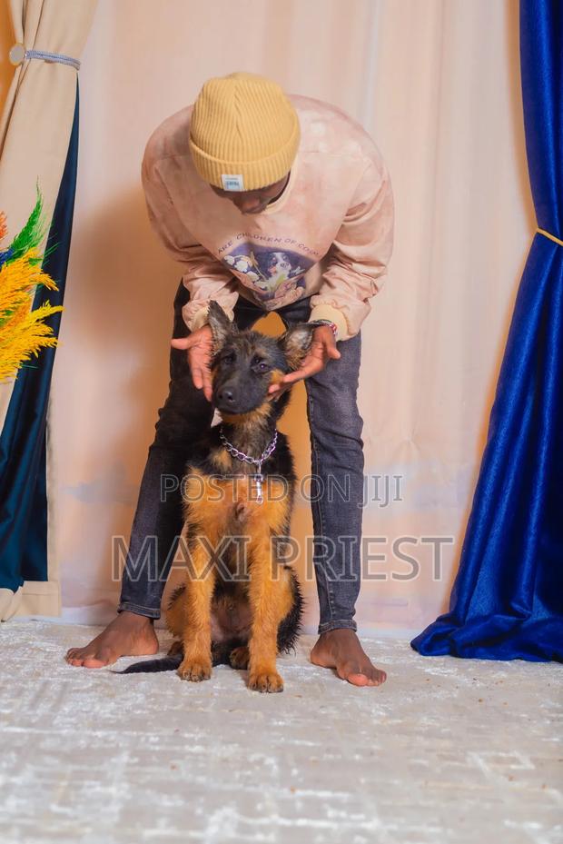 3-6 months Male Purebred German Shepherd - thumbnail 2