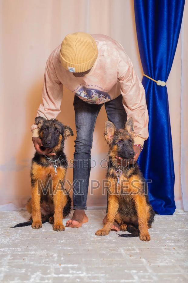 3-6 months Male Purebred German Shepherd - thumbnail 3