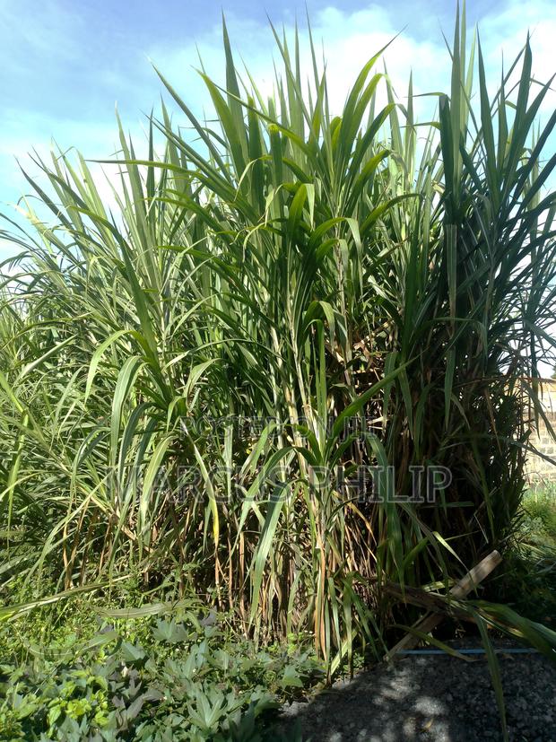 Top Quality Napier Cutting For Sale - thumbnail 2